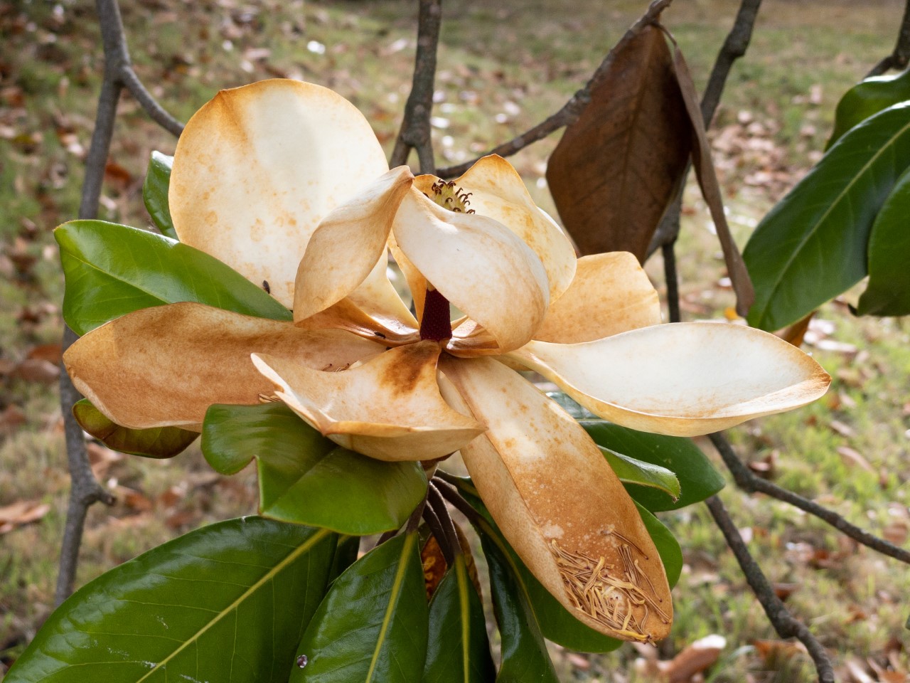M. grandiflora